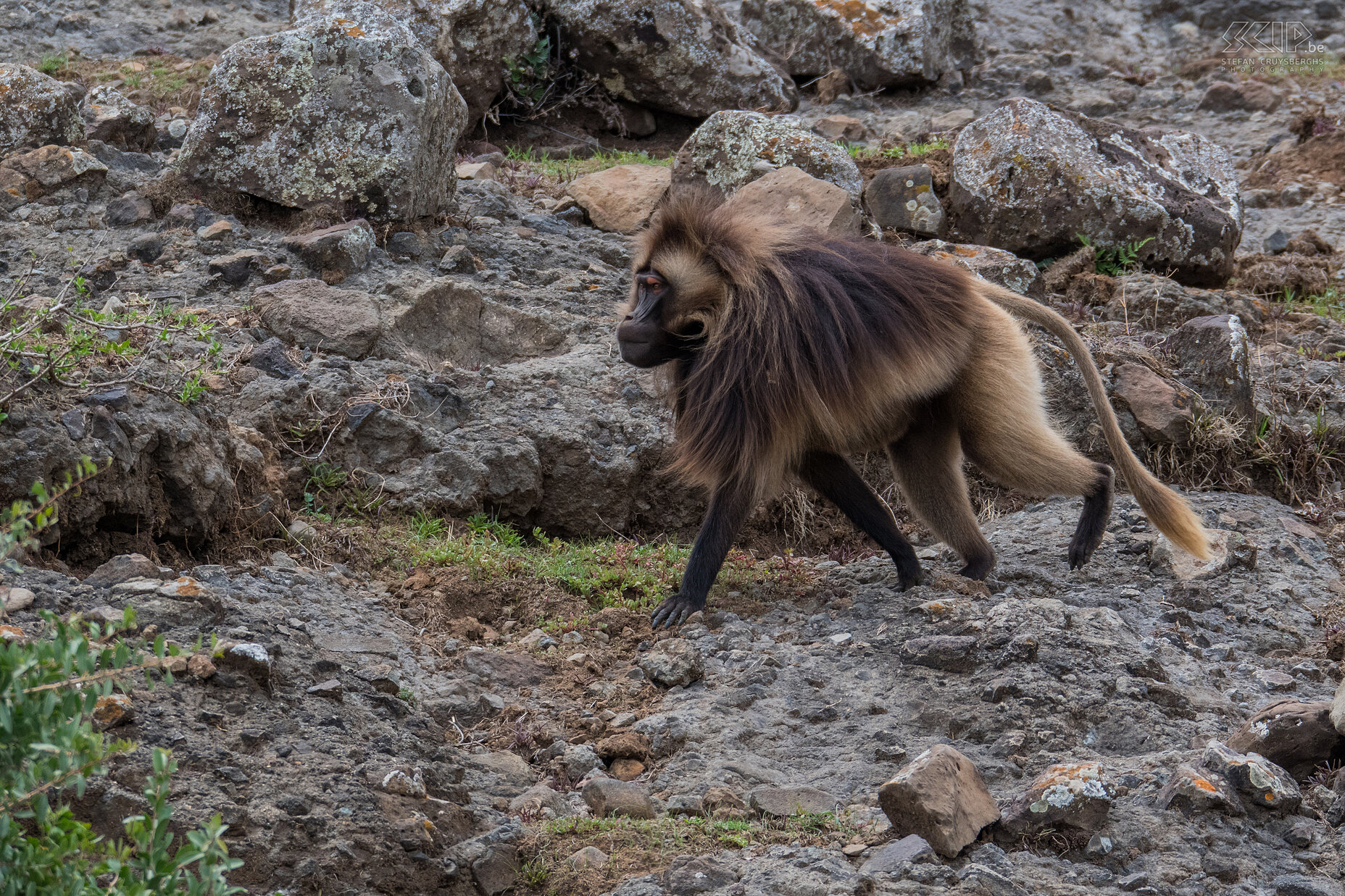 Debre Libanos - Mannelijke gelada De gelada (Gelada / Theropithecus gelada) is een bavianensoort die enkel voorkomt in het hooggebergte van noordelijk Ethiopië. Ze voeden zich vooral met gras dat ze met hun handen afplukken. Het is de enige apensoort die graast. Gelada's leven in grote groepen. Binnen de groep zijn duidelijke harems te onderscheiden; één volwassen mannetje met een stel vrouwtjes en jonge apen. Volwassen mannetjes vallen flink op met hun lange wapperende manen en felle rode vlek op de borst. In het Engels worden ze soms ook wel Bleeding-heart monkey genoemd. Stefan Cruysberghs